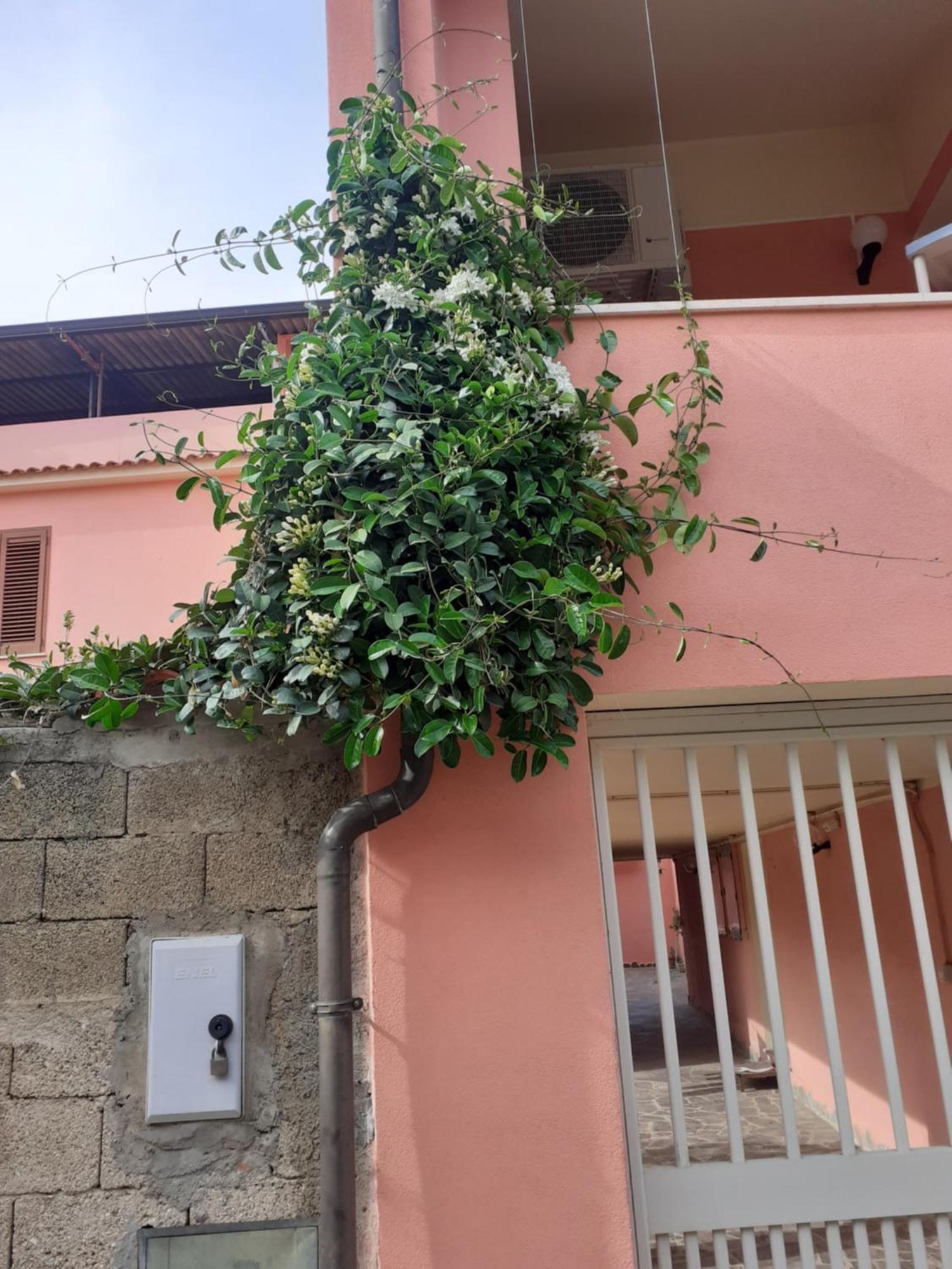 L'Agrifoglio Di Emy Bed & Breakfast Guspini Exterior foto